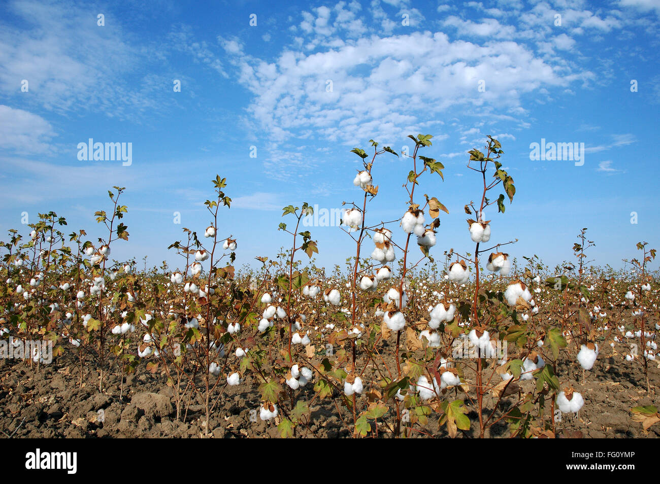 Campo di cotone , il cotone boll burst Gossypium herbaceum pronto per il raccolto , Gujarat , India Foto Stock