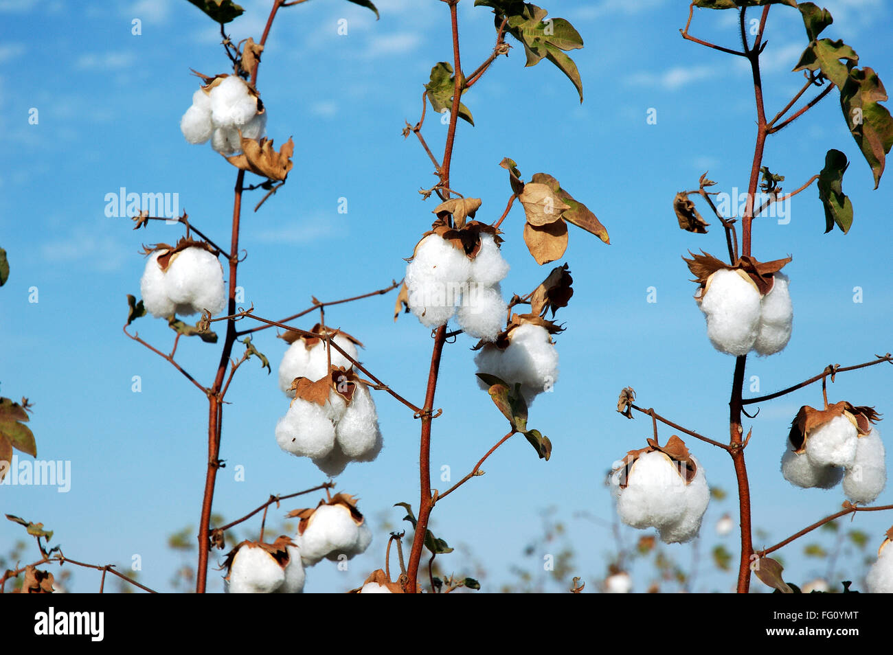 Campo di cotone , il cotone boll burst Gossypium herbaceum pronto per il raccolto , Gujarat , India Foto Stock