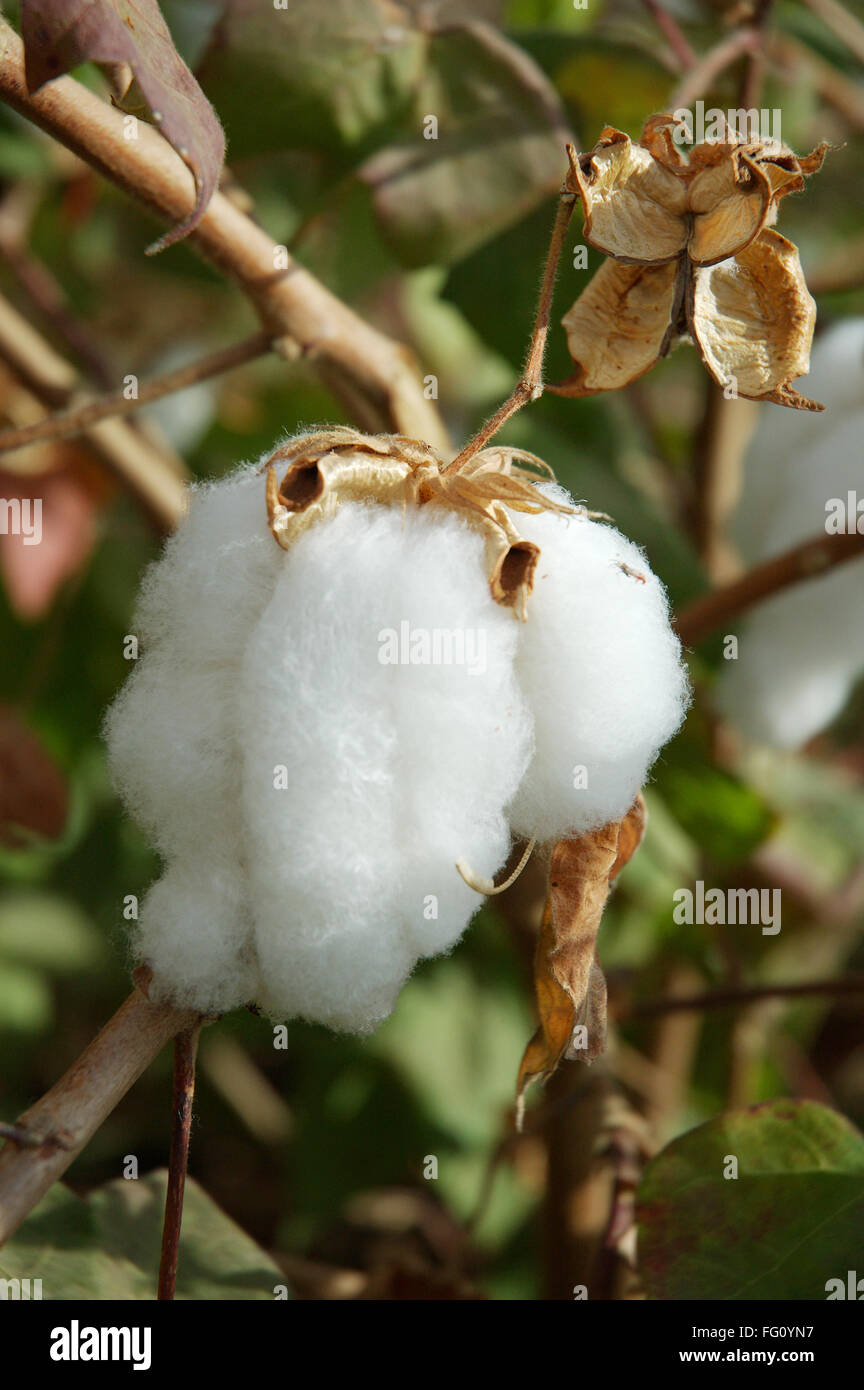 Campo di cotone , il cotone boll burst Gossypium herbaceum pronto per il raccolto , Gujarat , India Foto Stock