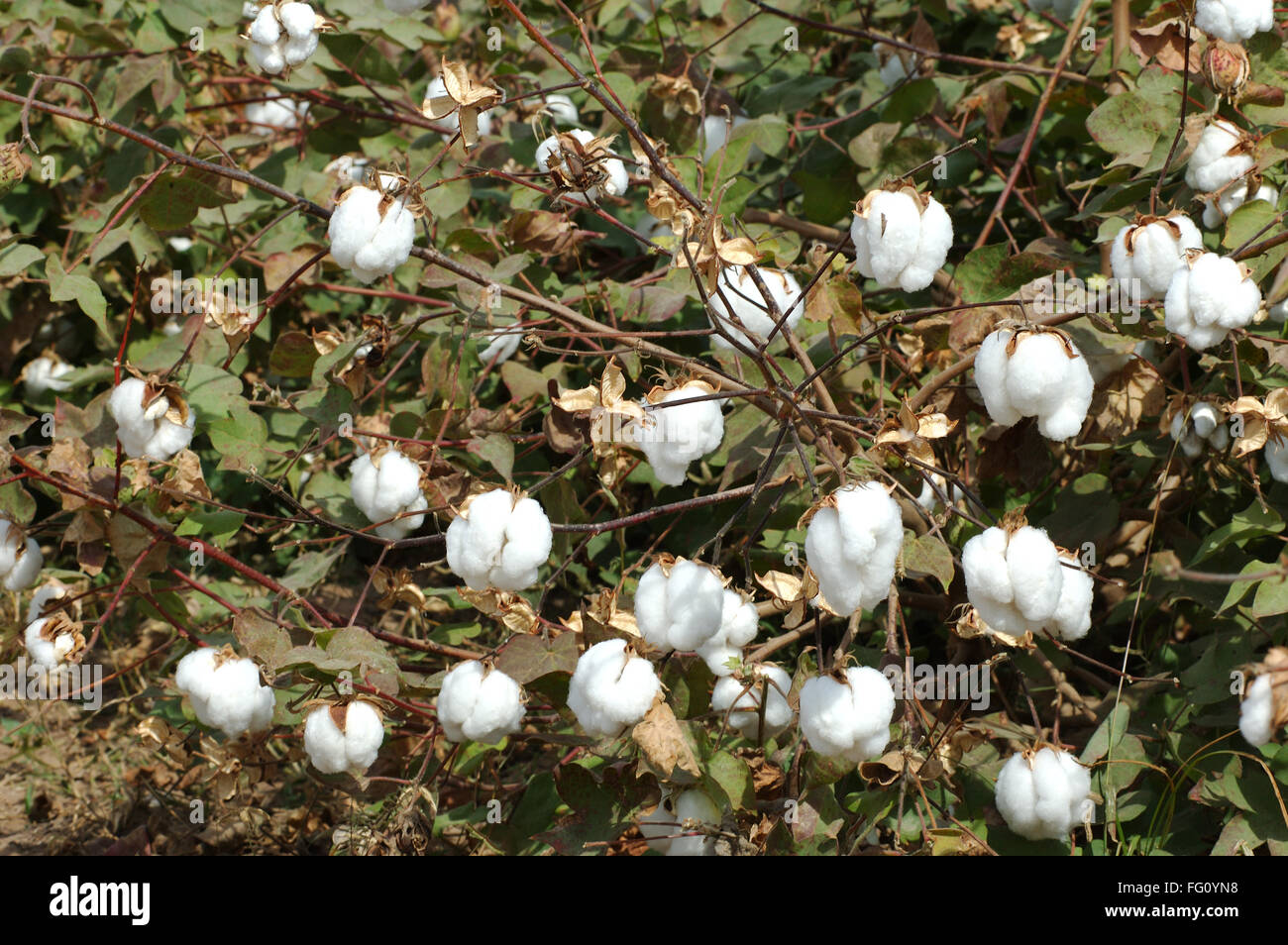 Campo di cotone , il cotone boll burst Gossypium herbaceum pronto per il raccolto , Gujarat , India Foto Stock