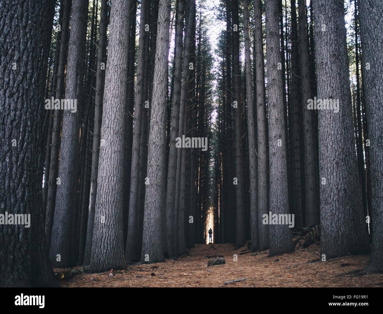 Vista sugli alberi della foresta Foto Stock