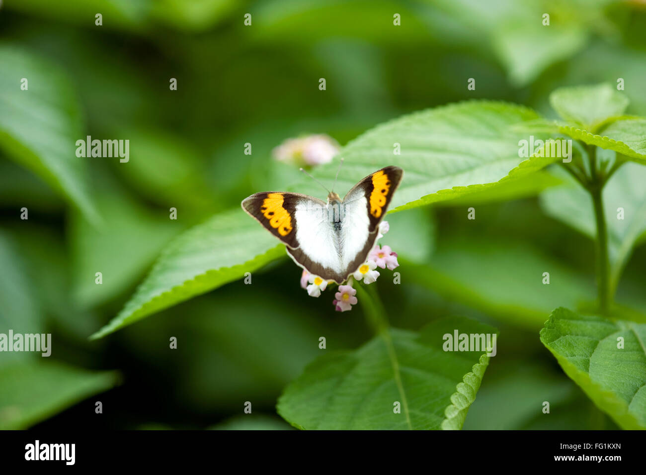 Bianco Arancione suggerimento Ixias marianne butterfly ; India Foto Stock