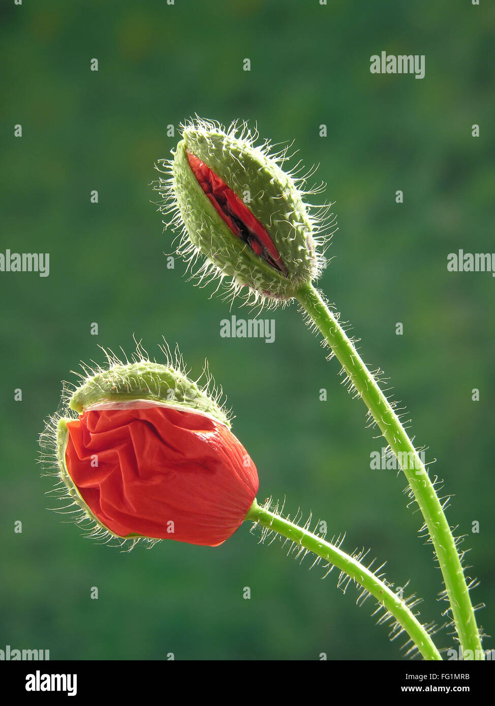 Boccioli di papavero fioritura su sfondo verde Foto Stock