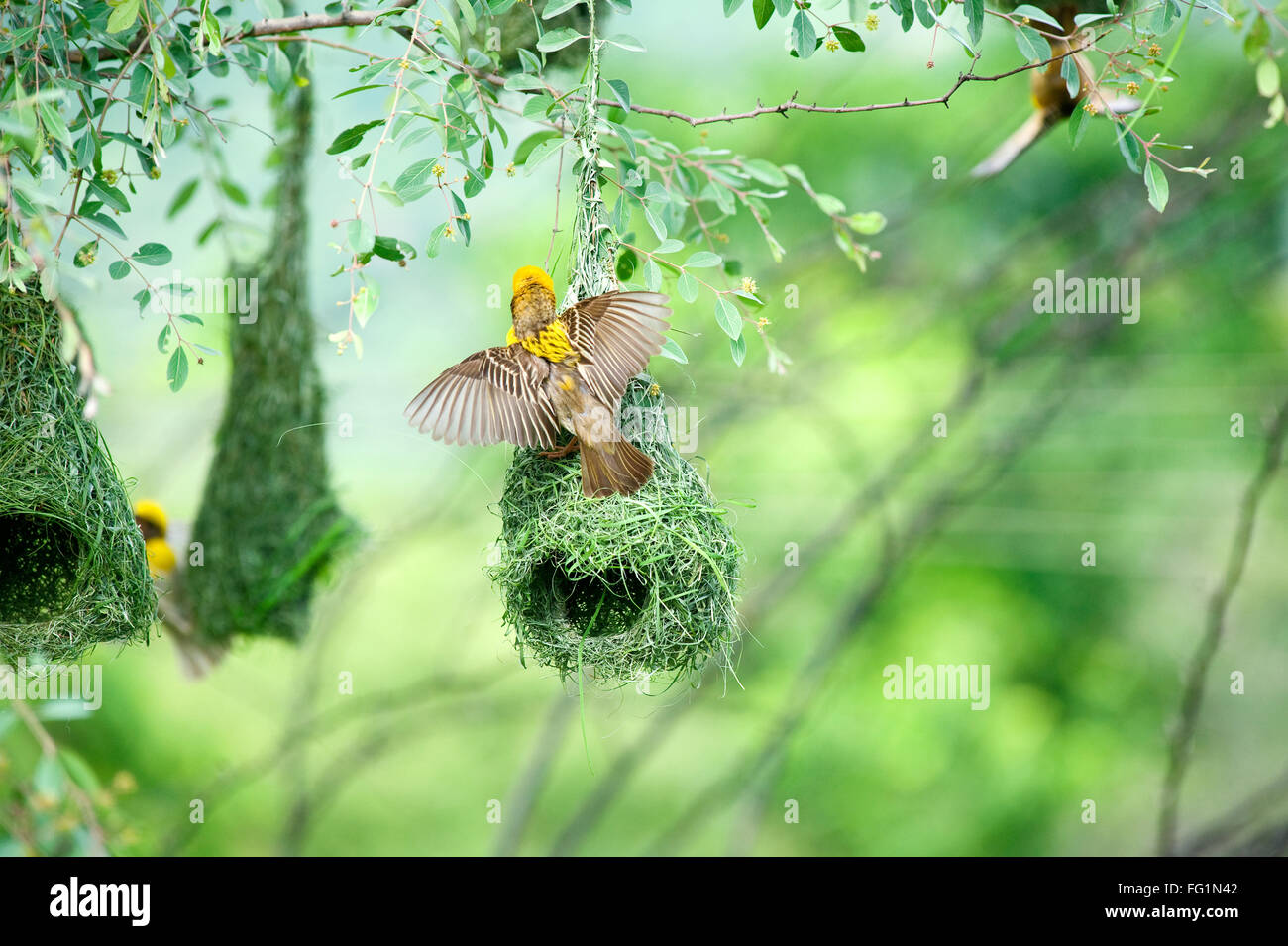 Baya tessitore indiano di nido gli uccelli selvatici, India Foto Stock