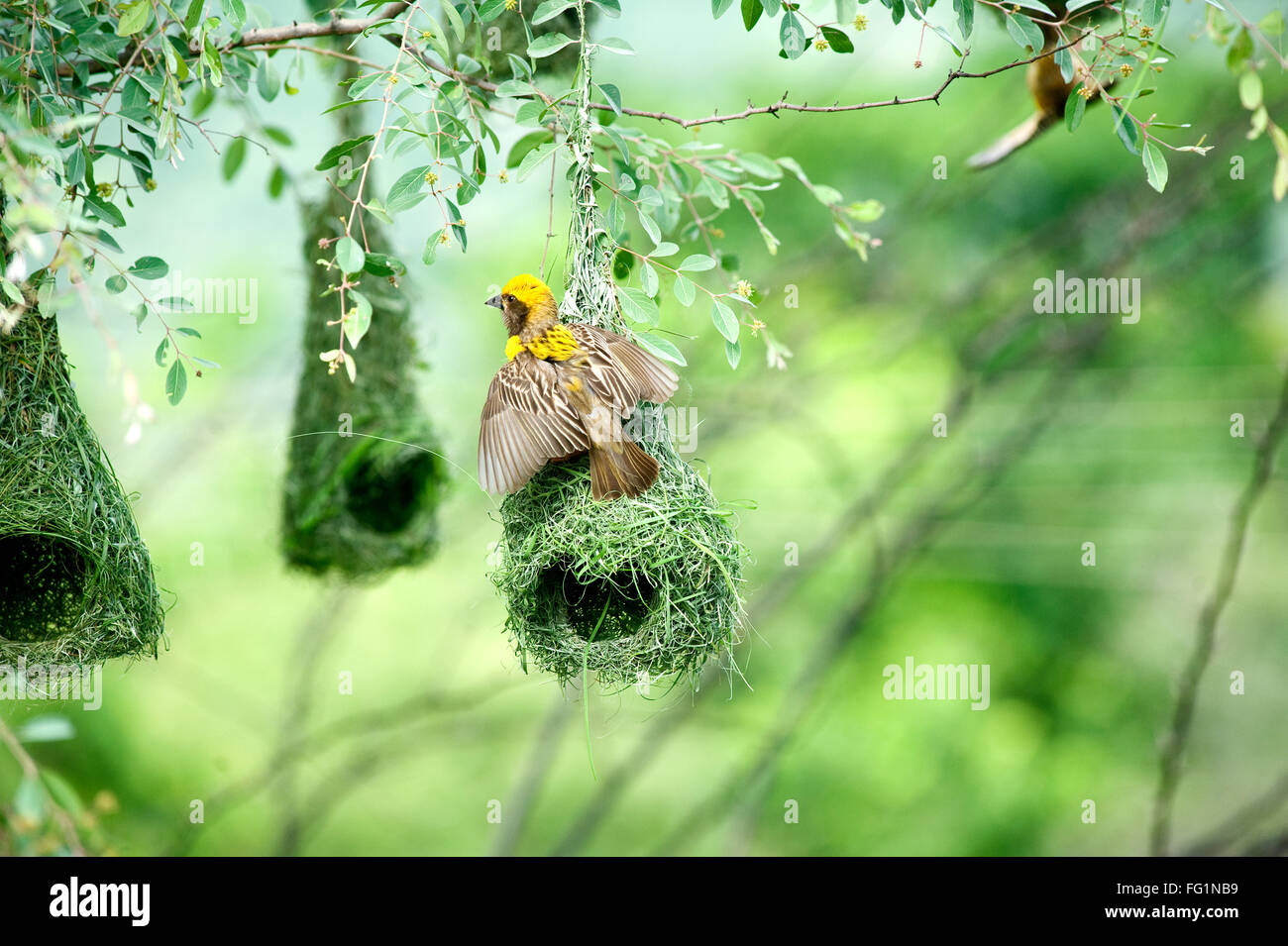 Baya tessitore indiano di nido gli uccelli selvatici, India Foto Stock