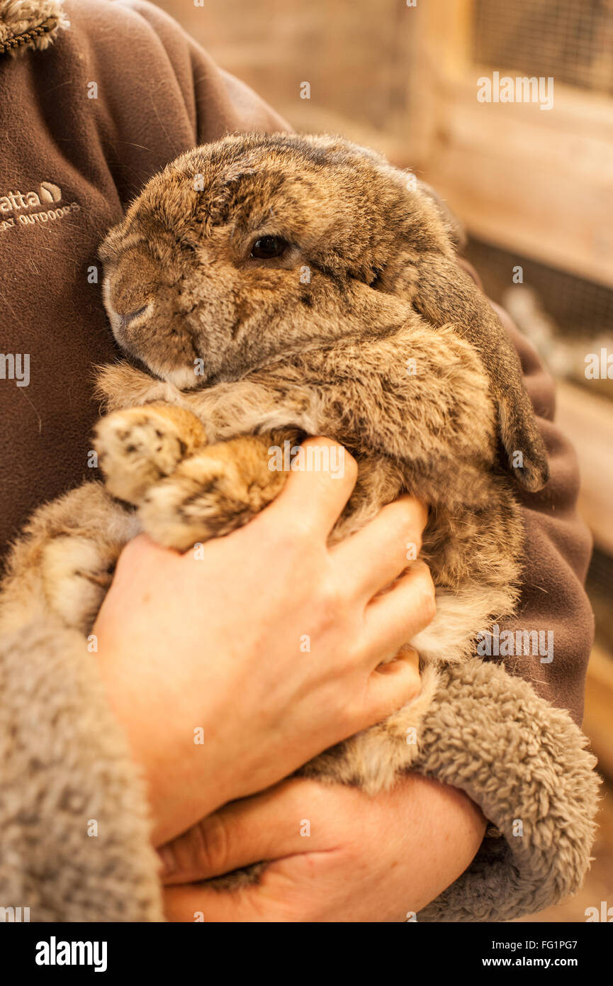 La gestione di un giovane lop Dwarf Rabbit Foto Stock