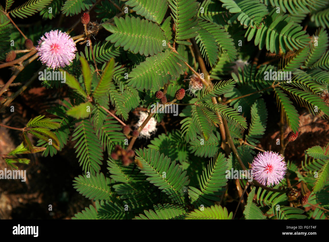 Ayurvedic pianta medicinale nome scientifico mimosa pudica l , nome botanico fabaceae juss , nome inglese pianta sensibile , touch me no , Foto Stock