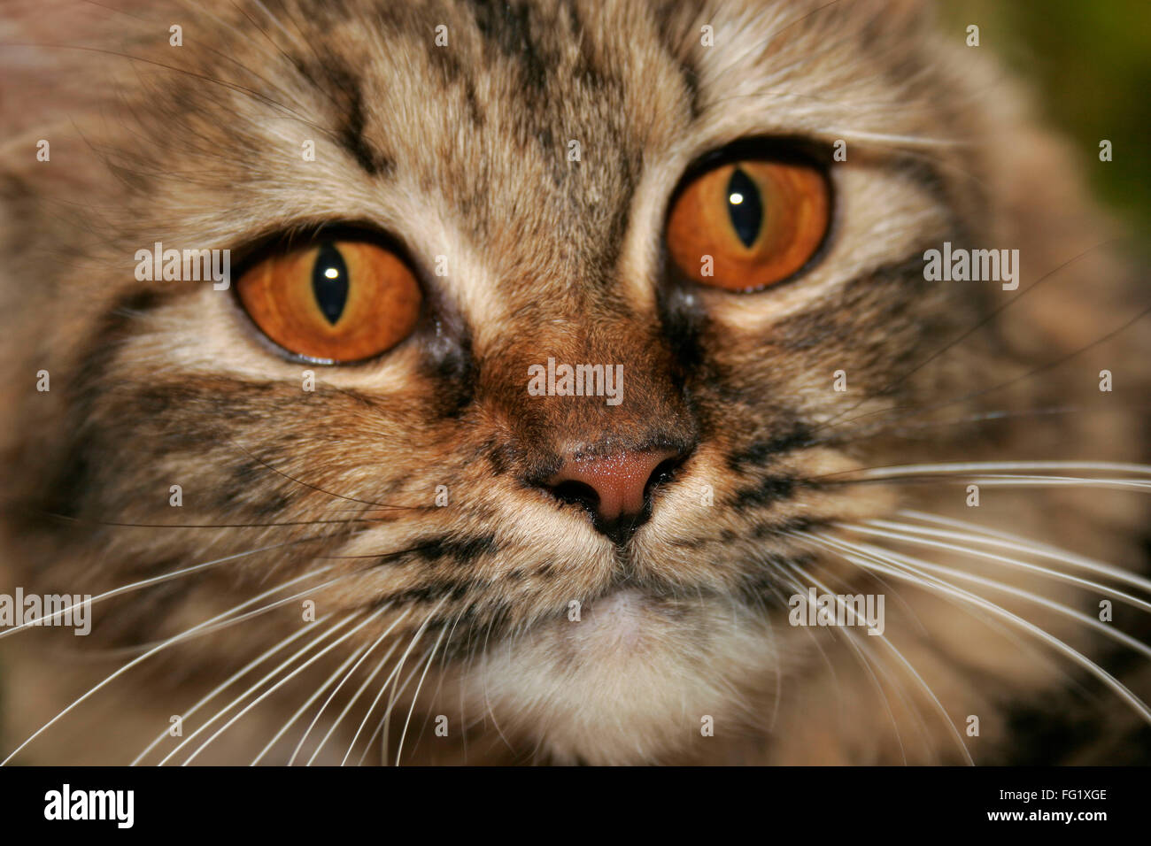 Gatto persiano feroce con gli occhi marrone e nero e beige fur Foto Stock