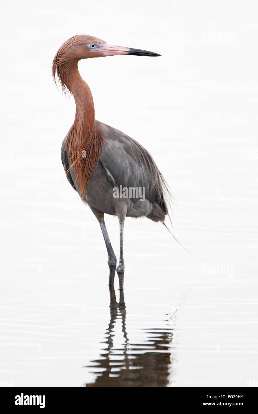 Reddish Garzetta (Egretta rufescens) in piedi in acqua, Merritt Island NWR, Florida, Stati Uniti d'America Foto Stock