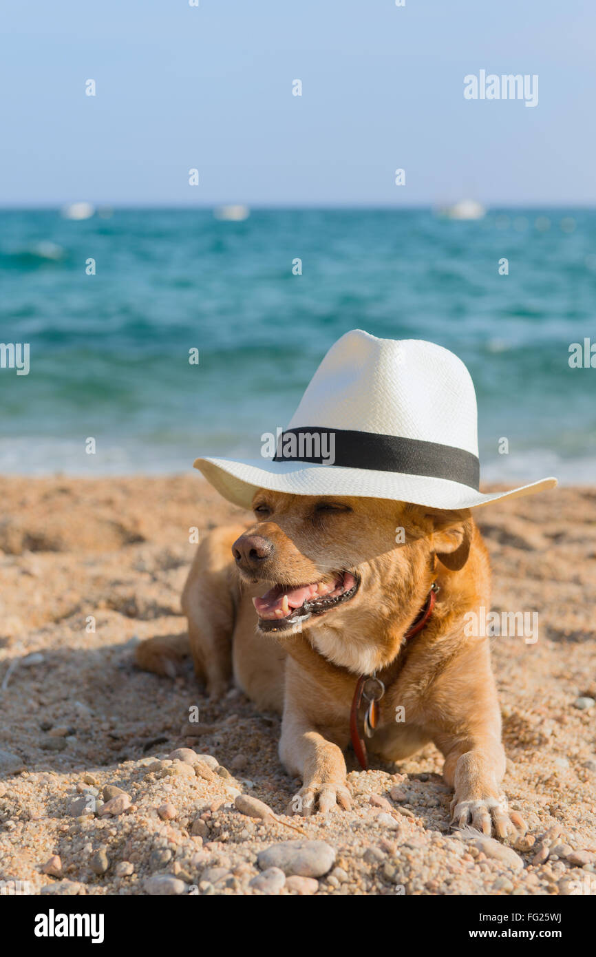 Funny dog con il cappello in spiaggia Foto Stock