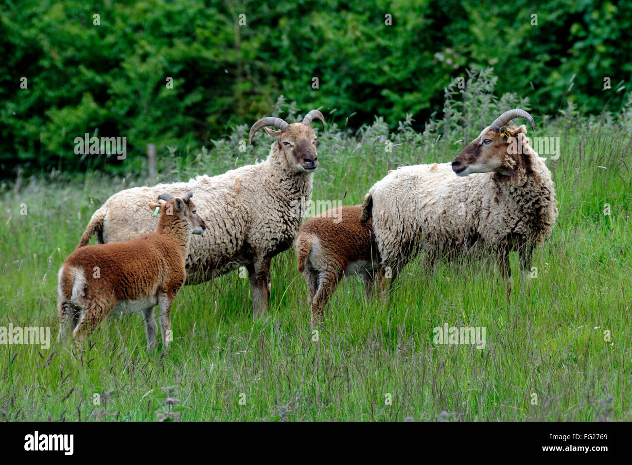 Castlemilk Moorit pecore & agnelli Wiltshire Foto Stock