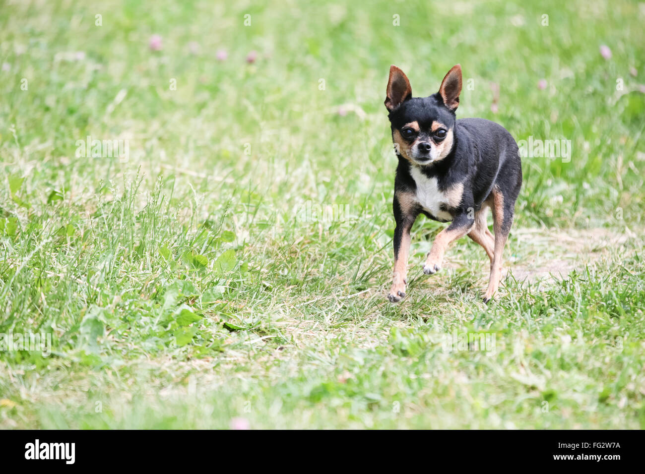 Nero Terrier viene eseguito su erba verde da solo. Foto Stock