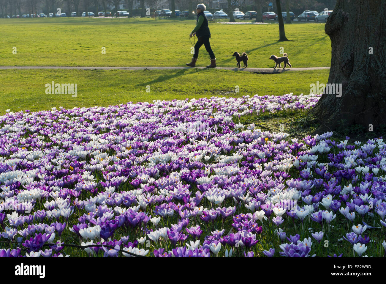 Signora camminare 2 cani, passa un tappeto di colorati, viola e bianco, primavera, fioritura di crochi, sul disperso, Harrogate, North Yorkshire, Inghilterra. Foto Stock
