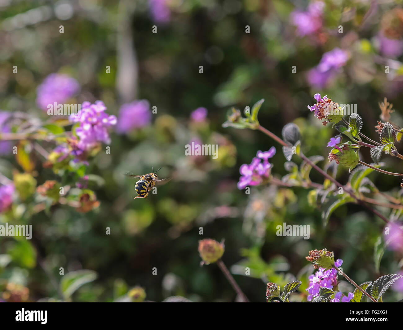 Il miele api (Apis mellifera) tra i fiori lantany Foto Stock