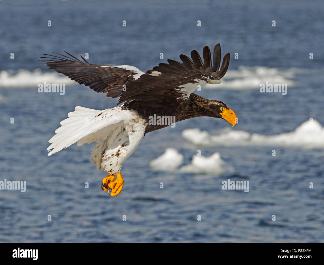 Steller's sea eagle volando sul mare ghiacciato Foto Stock