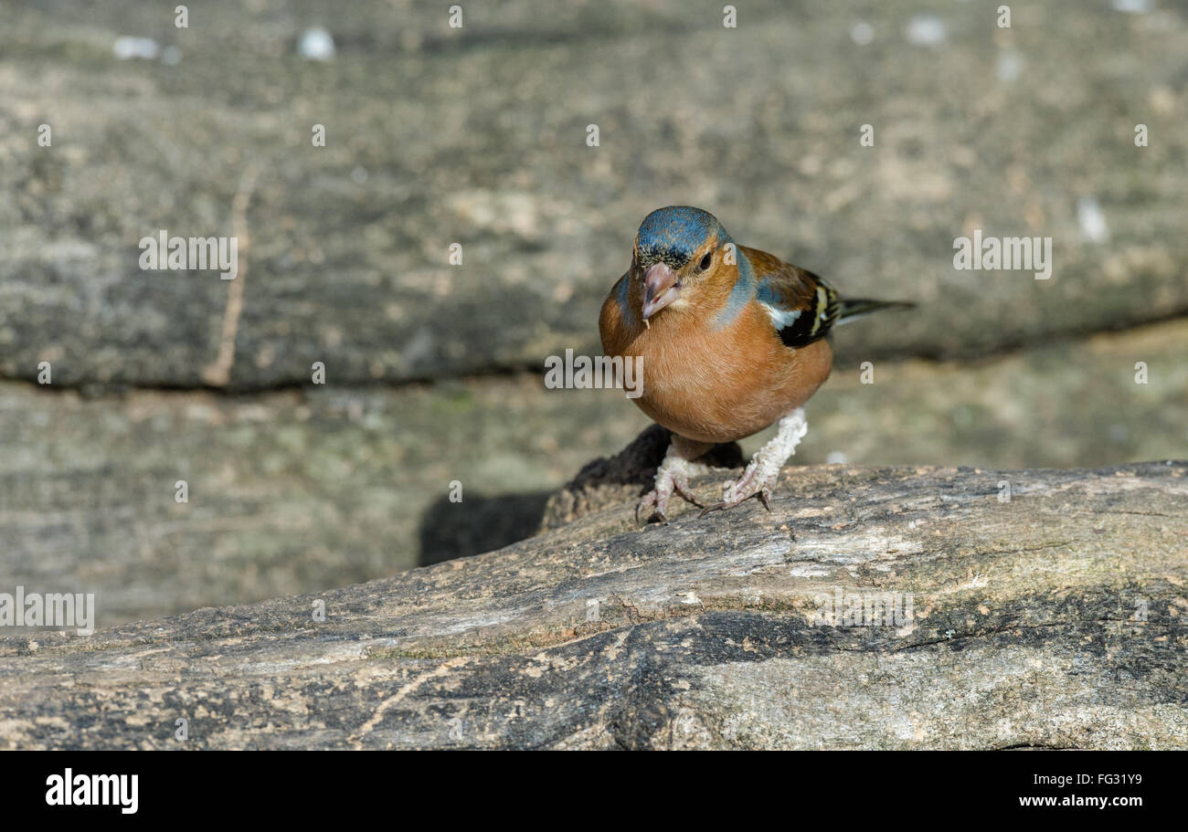 Maschio di fringuello appollaiato su un log con la pelle o la gamba malattia. Foto Stock