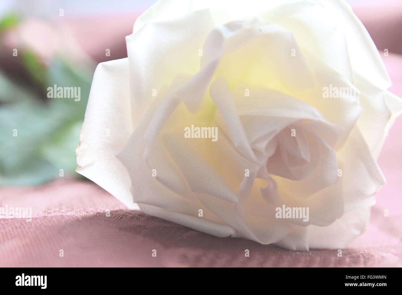 Illuminata delicatamente immagine di una rosa bianca Foto Stock