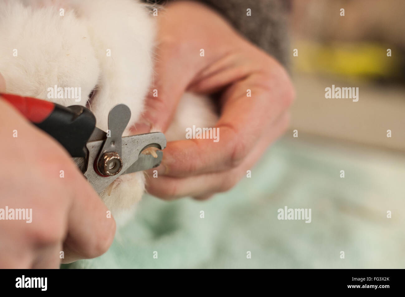 Coniglio di clipping unghie come parte della routine di controllo della salute Foto Stock