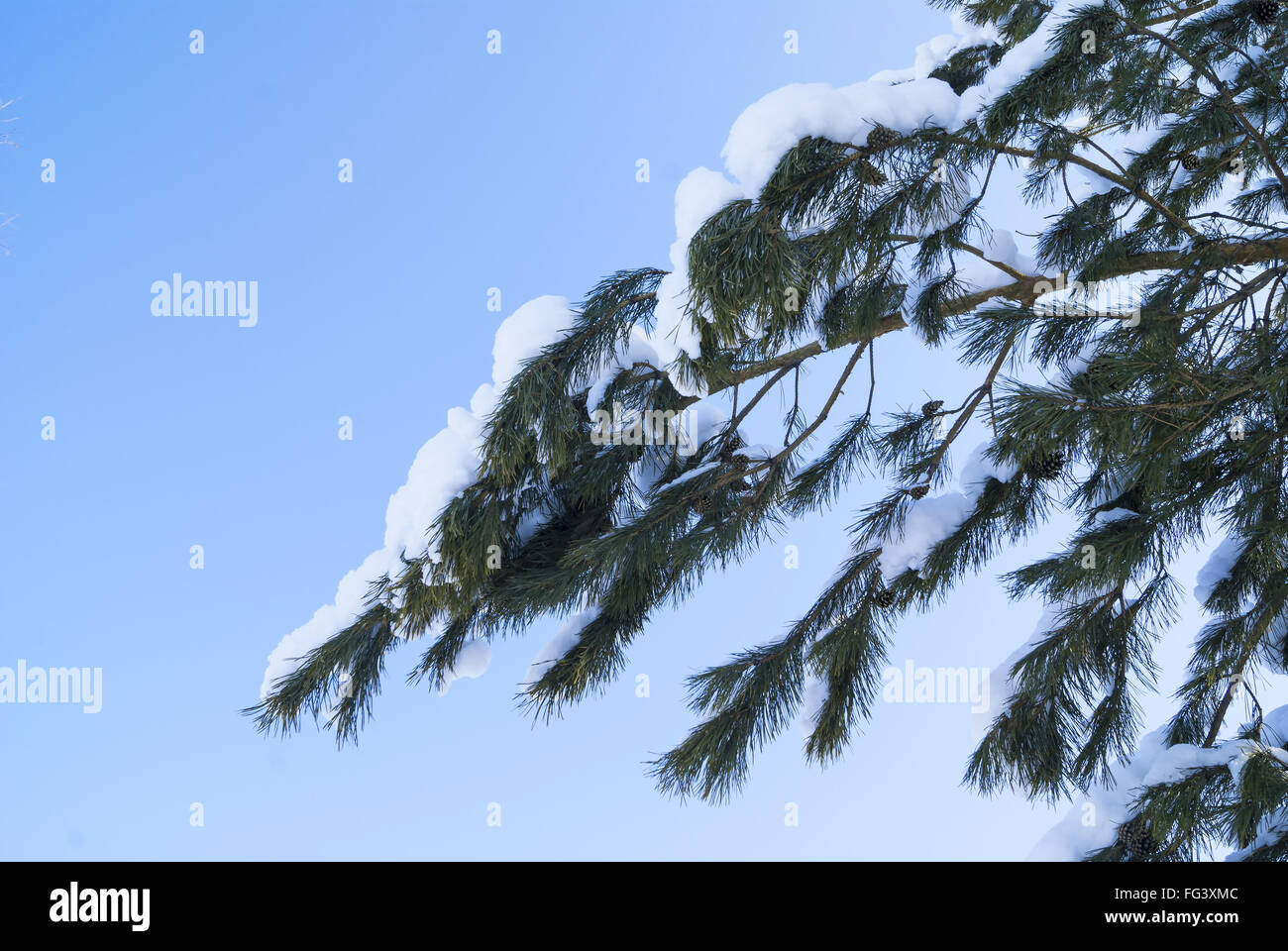 Rami di pino coperto di neve in inverno Foto Stock