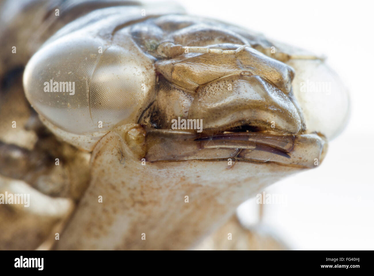 L'imperatore Ninfa di libellula caso, macro close up del viso e ganasce. vecchia pelle, guscio vuoto, spostato uno alla prossima fase della vita. Foto Stock