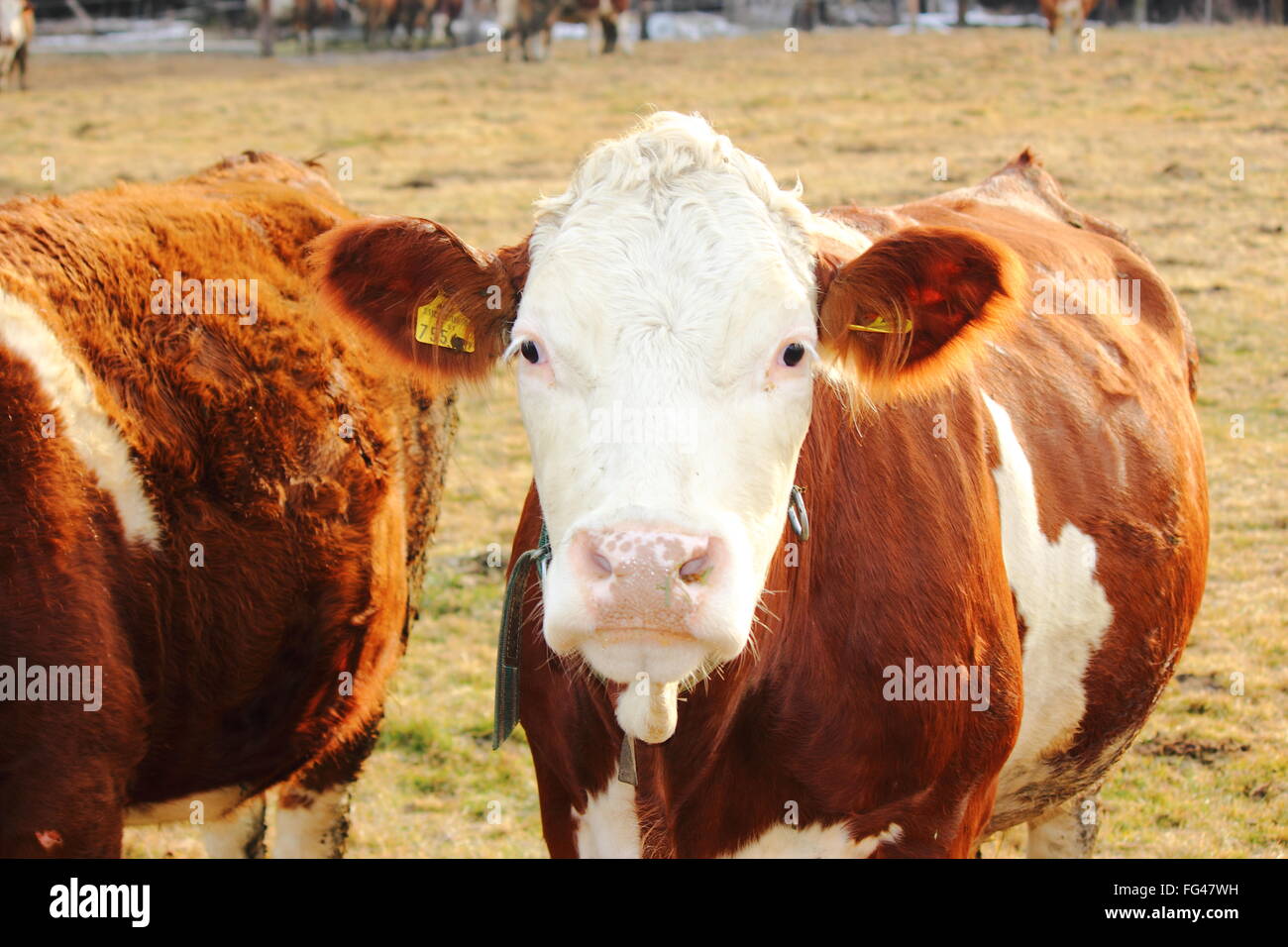 Una mucca su un terreno coltivato Foto Stock