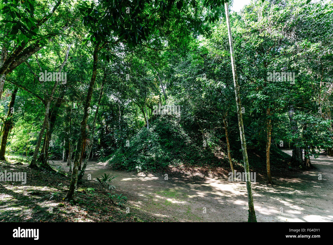 Scoperta piramide di Tikal, Guatemala Foto Stock