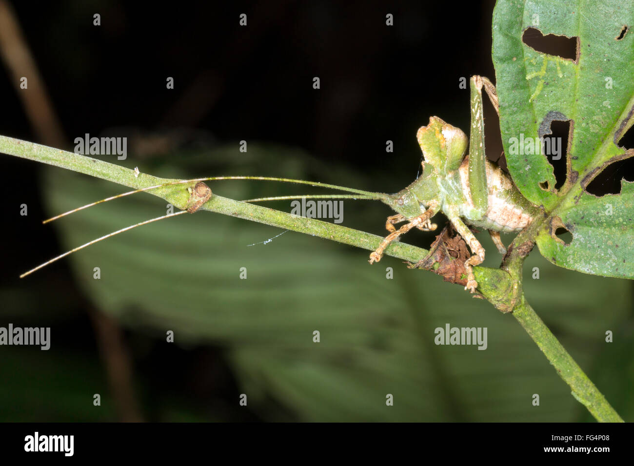 Foglia verde mimare katydid nascosto in una bussola, provincia di Pastaza, Ecuador Foto Stock