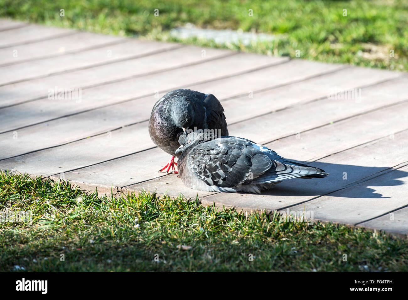 Due piccioni selvatici del posticipo al sole Foto Stock