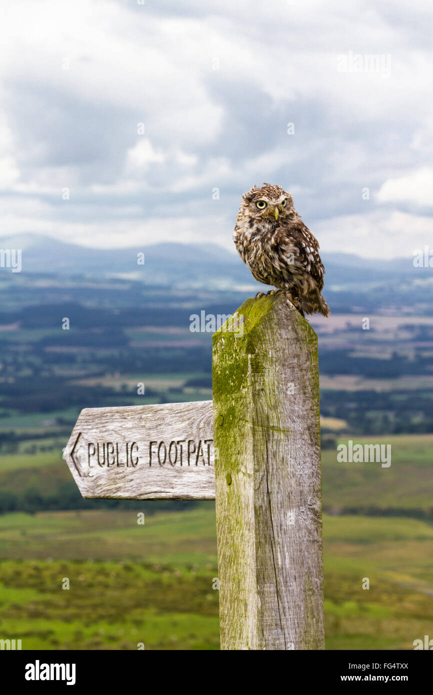 Piccolo gufo appollaiato sulla cima di un sentiero pubblico signpost (allevati in cattività) con colline (Cumbria Lake District) in background. Foto Stock