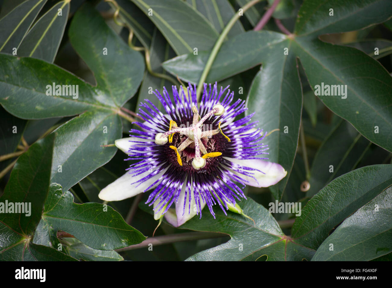 Frutti della passione fiore Foto Stock