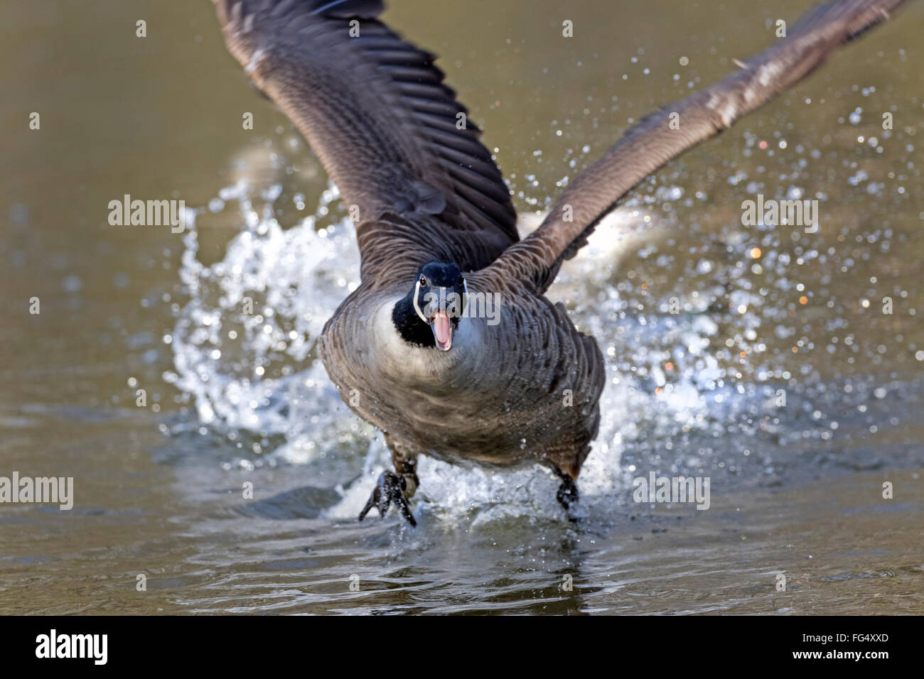Canada goose (Branta canadensis) in azione, Amburgo, Germania, Europa Foto Stock