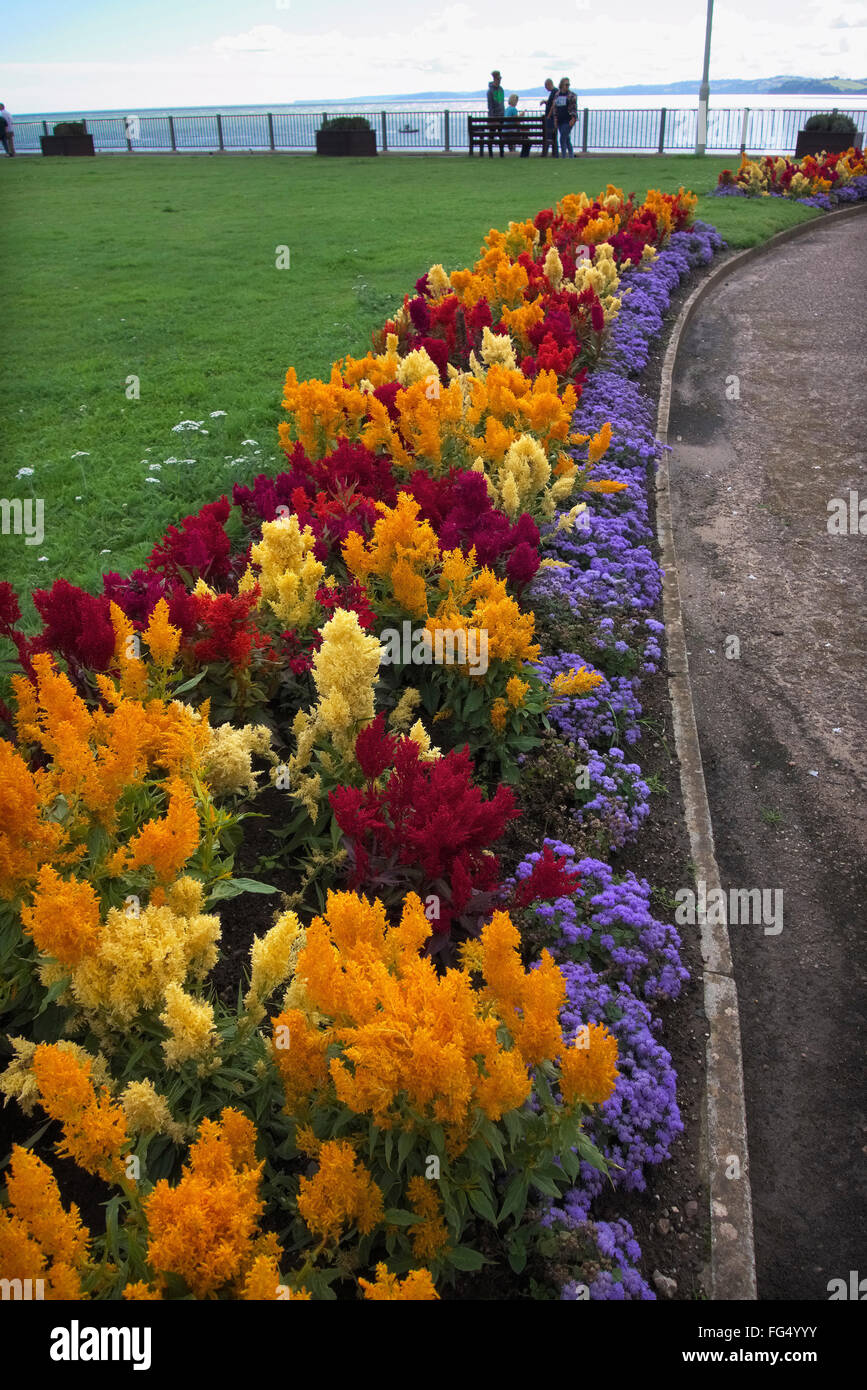 Celosia e Ageratum in mare display letti Exmouth Devon Foto Stock