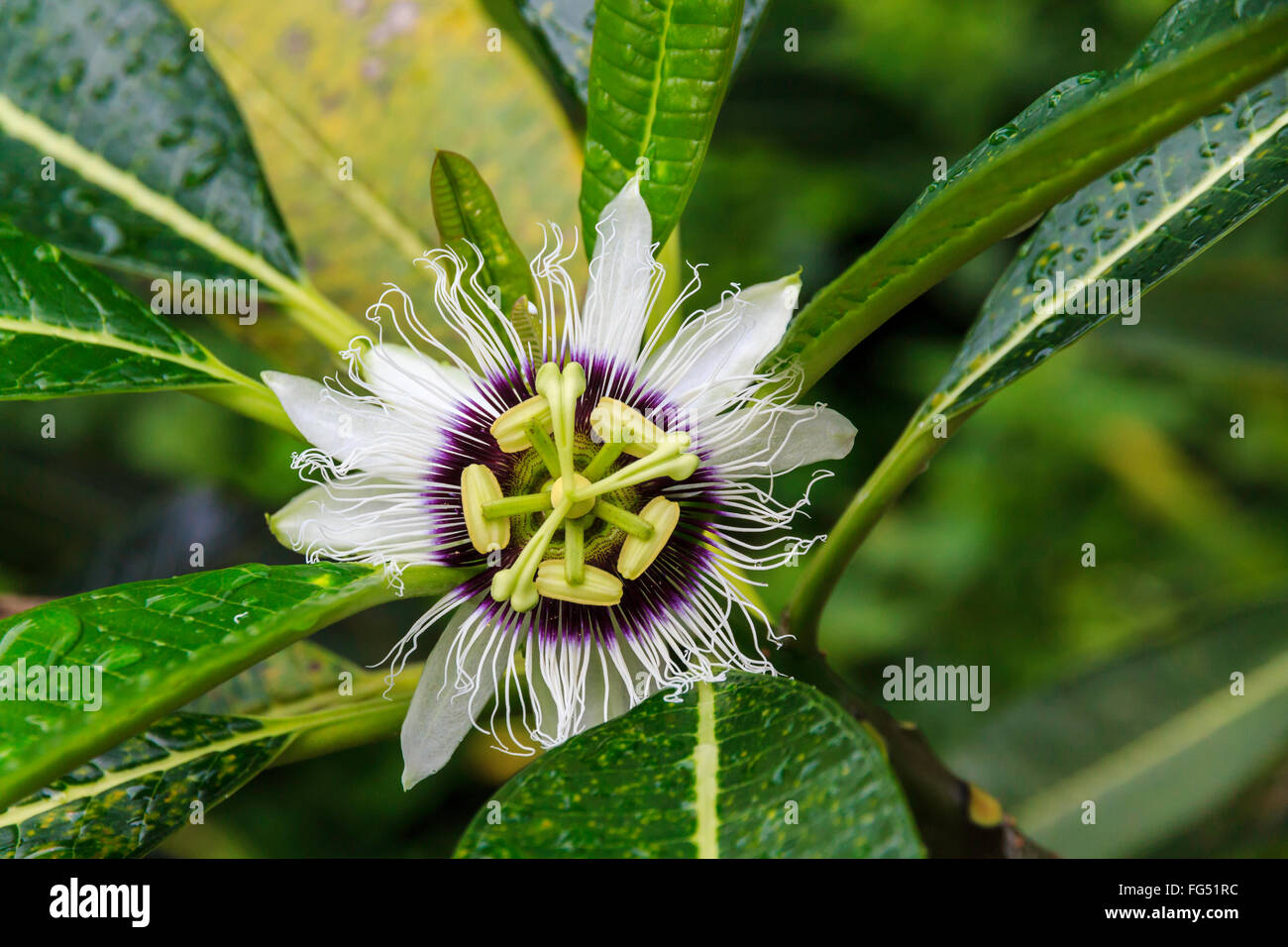 Viola fiore della passione su Koh Samet, Thailandia Foto Stock