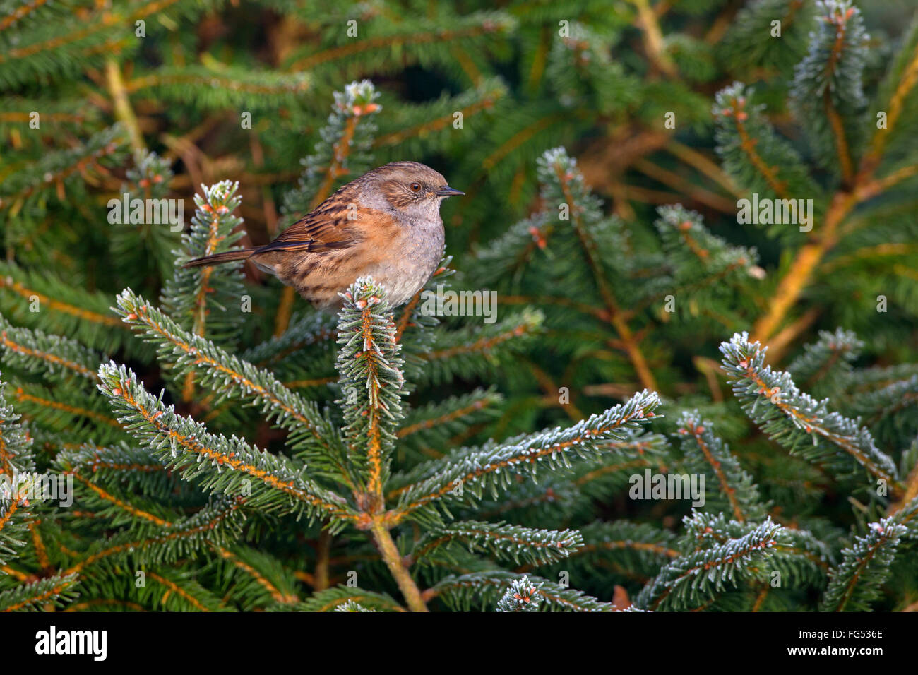 Hedge Sparrow Prunella modularis su conifera smerigliato in inverno Foto Stock
