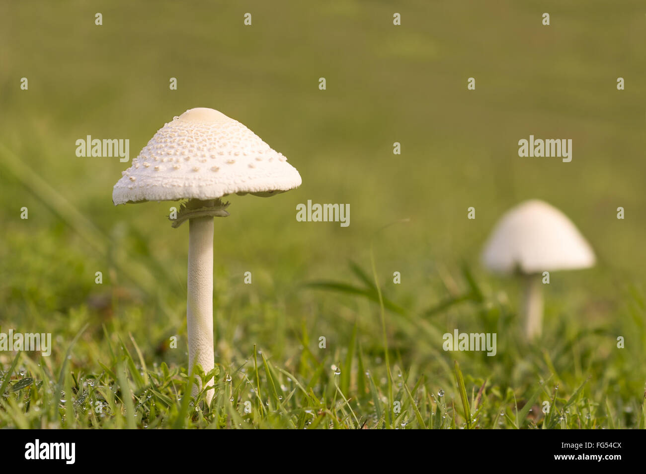 Alto giovani fungo dopo la pioggia in crescita in verde bagnato campo erboso Foto Stock