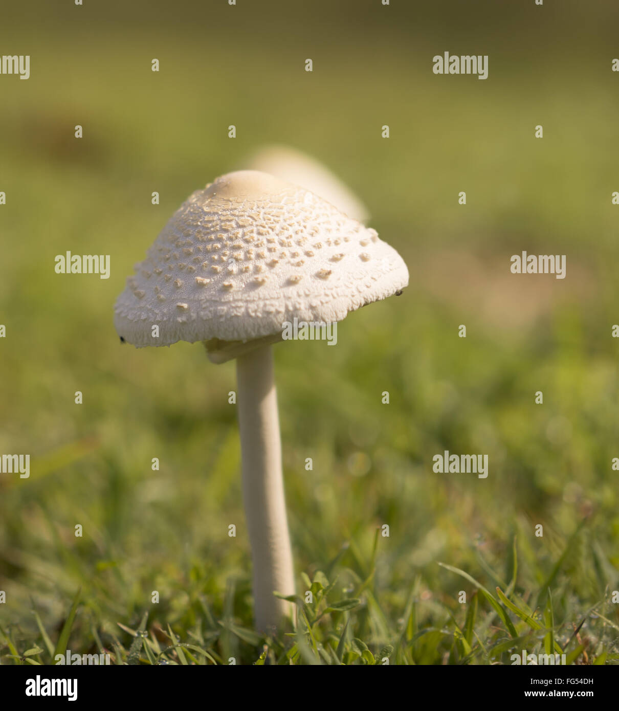 Alto giovani fungo dopo la pioggia in crescita in erba verde campo Foto Stock