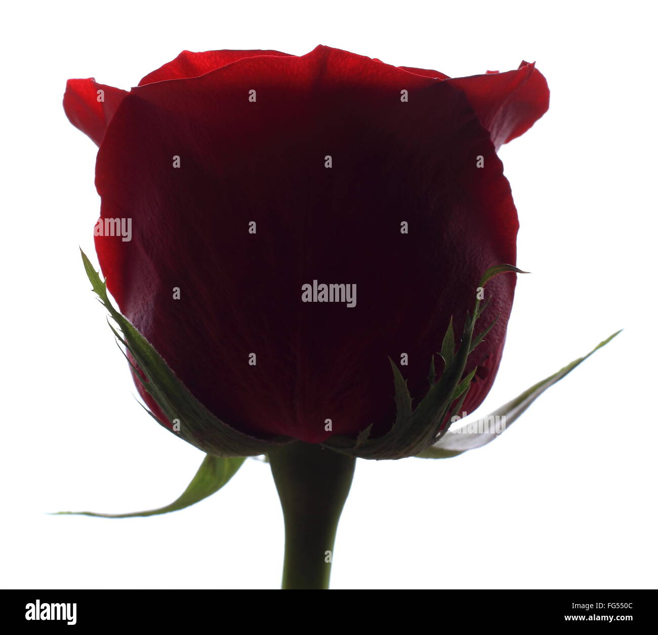 Elisabeth Rose. Foto Stock