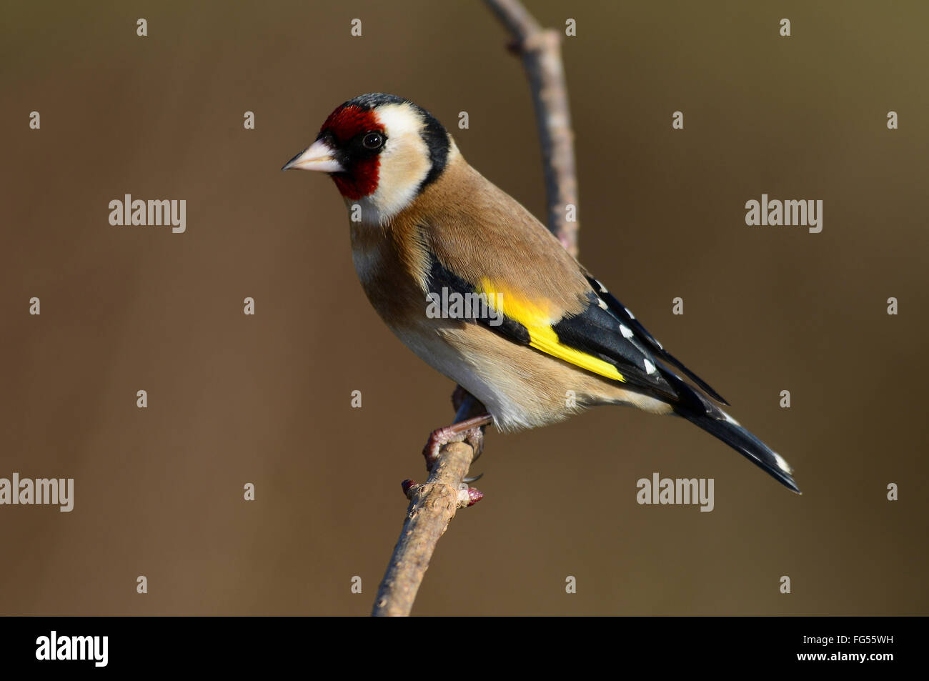 Un cardellino appollaiato su un ramoscello REGNO UNITO Foto Stock