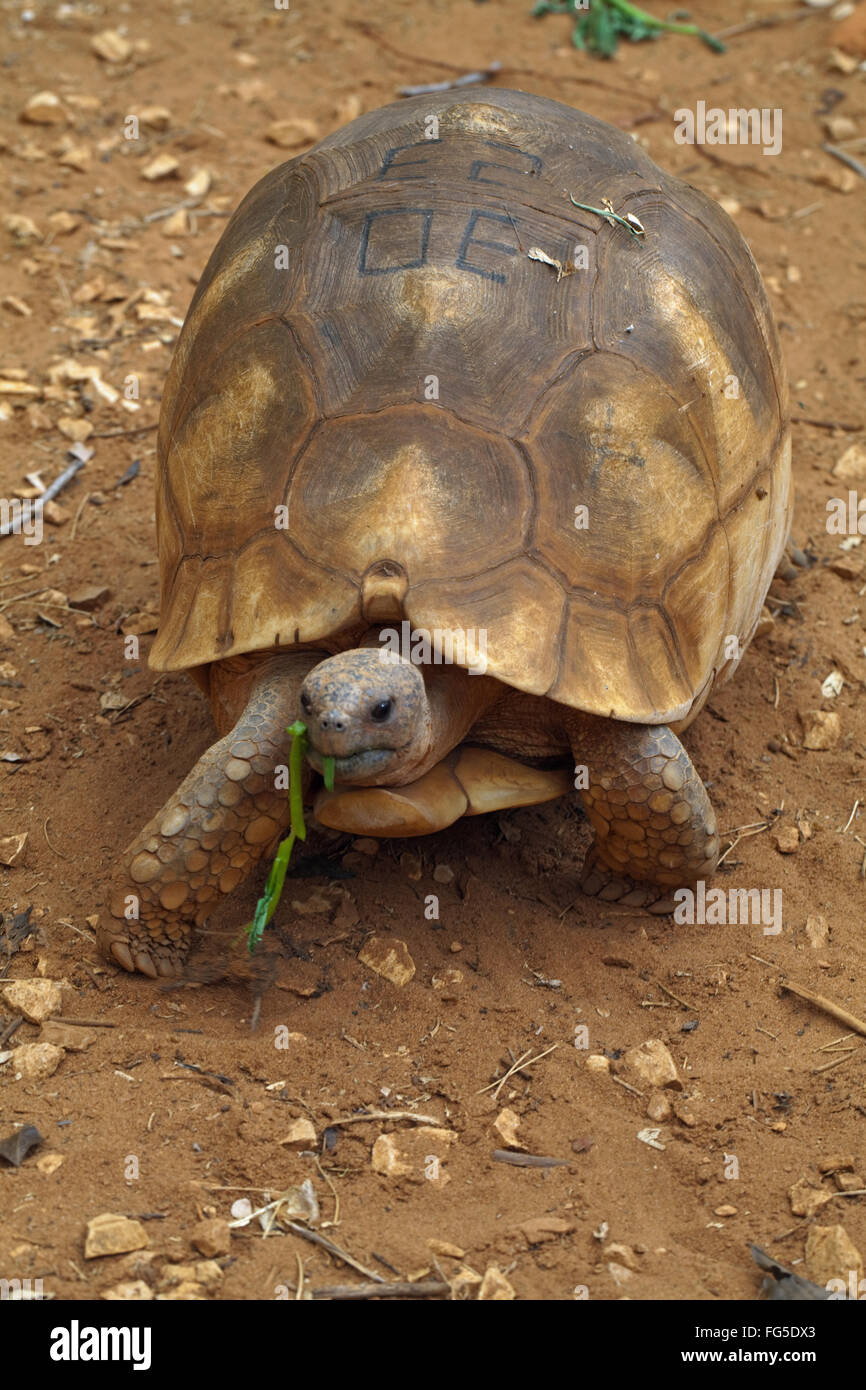 Angonoka o vomere tartaruga (Astrochelys yniphora). In pericolo critico Durrell Centro di allevamento, Ankarafantsika Madagacar Foto Stock