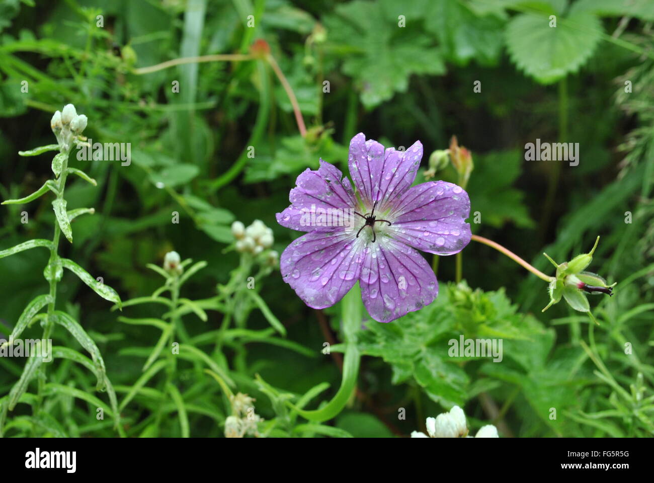 Fiori, India Foto Stock