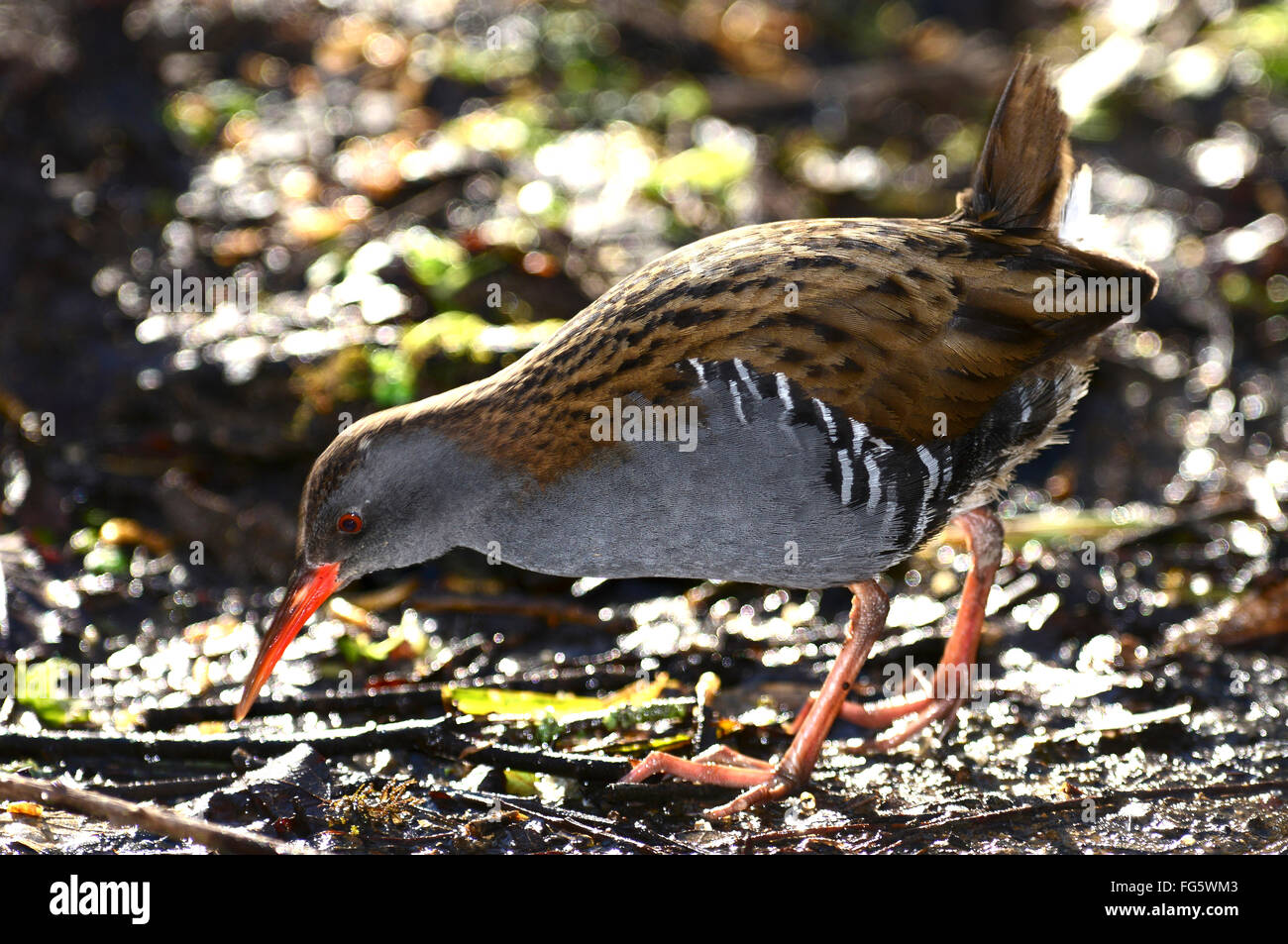 Una rampa di acqua di alimentazione fango NEL REGNO UNITO Foto Stock