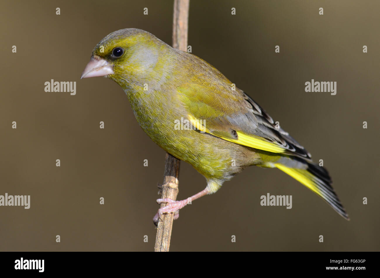 Un verdone su uno stelo REGNO UNITO Foto Stock