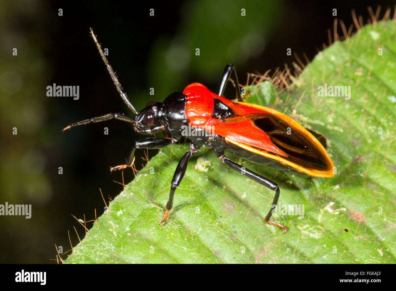 Un colorato luminosamente assassin bug (Famiglia Reduviidae) nella foresta pluviale, Ecuador Foto Stock