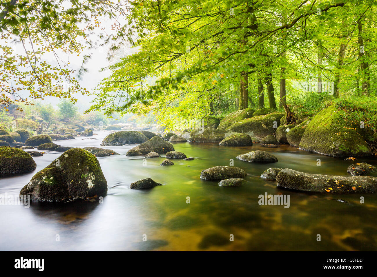 L'Oriente Dart River attraverso boschi a Dartmeet nel Parco Nazionale di Dartmoor, Devon, Inghilterra, Regno Unito, Europa. Foto Stock