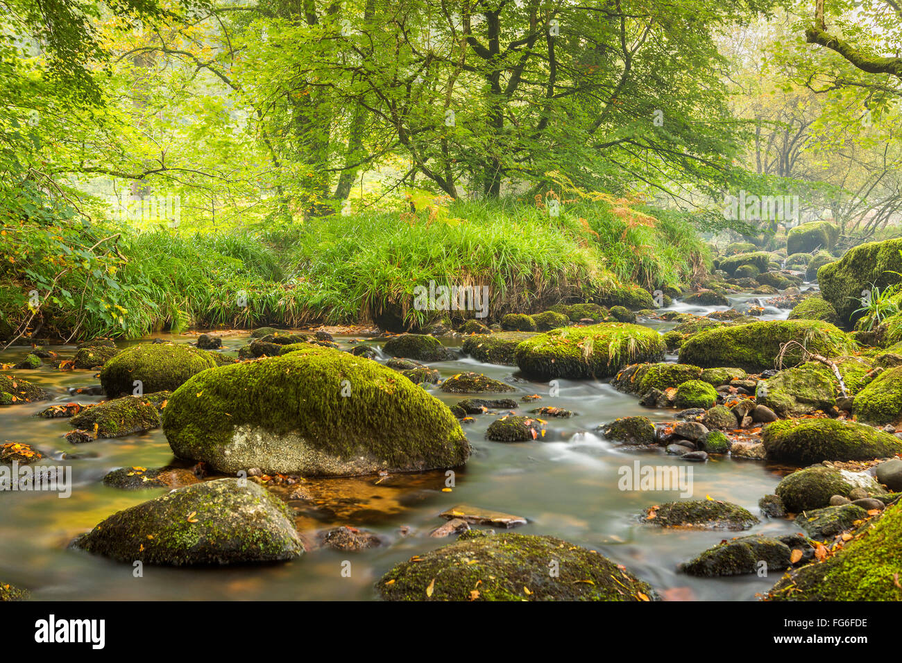 L'Oriente Dart River attraverso boschi a Dartmeet nel Parco Nazionale di Dartmoor, Devon, Inghilterra, Regno Unito, Europa. Foto Stock