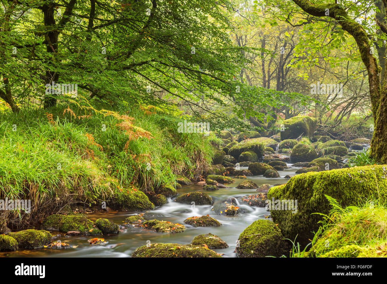 L'Oriente Dart River attraverso boschi a Dartmeet nel Parco Nazionale di Dartmoor, Devon, Inghilterra, Regno Unito, Europa. Foto Stock