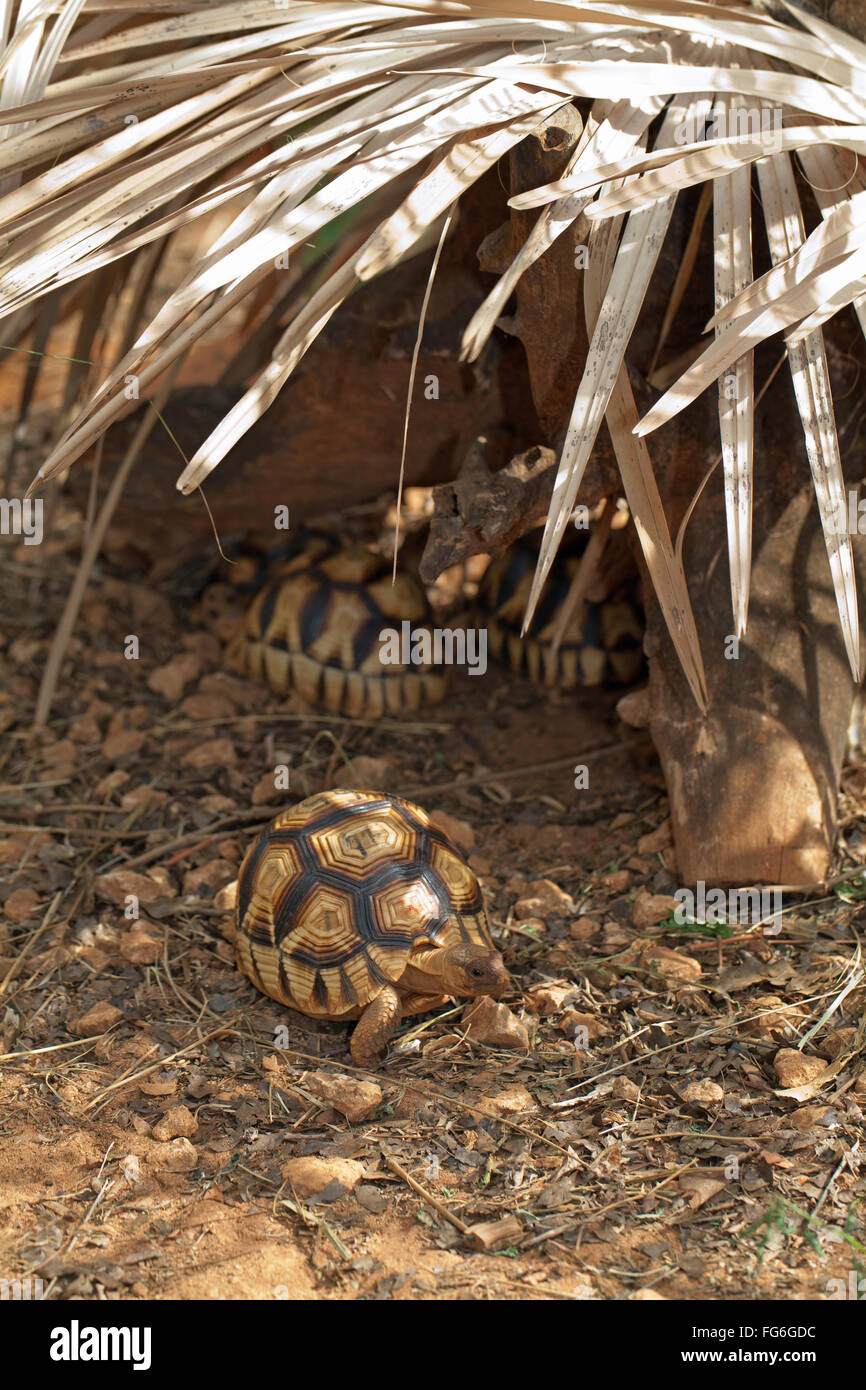 Angonoka o vomere tartaruga (Astrochelys yniphora). I capretti. Madagascar. Durrell Wildlife Conservation Trust . Foto Stock