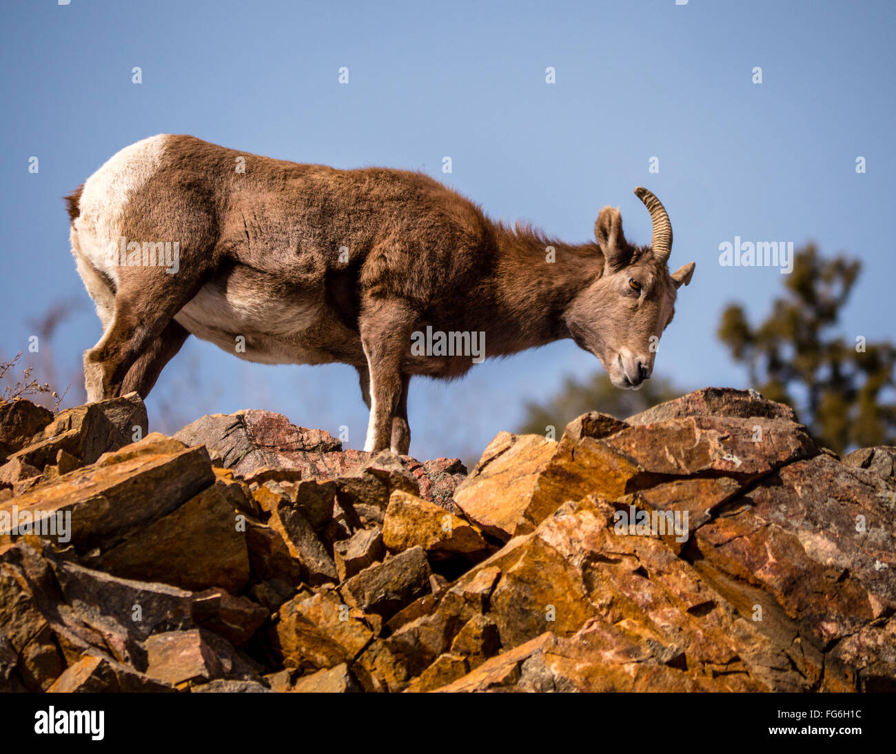 Femmina pecore bighorn del peering giù da rocky affiorante Foto Stock