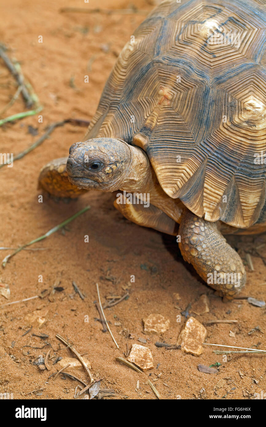 Angonoka o vomere tartaruga (Astrochelys yniphora). In pericolo critico. Durrell Wildlife Conservation Trust. Madagascar. Foto Stock