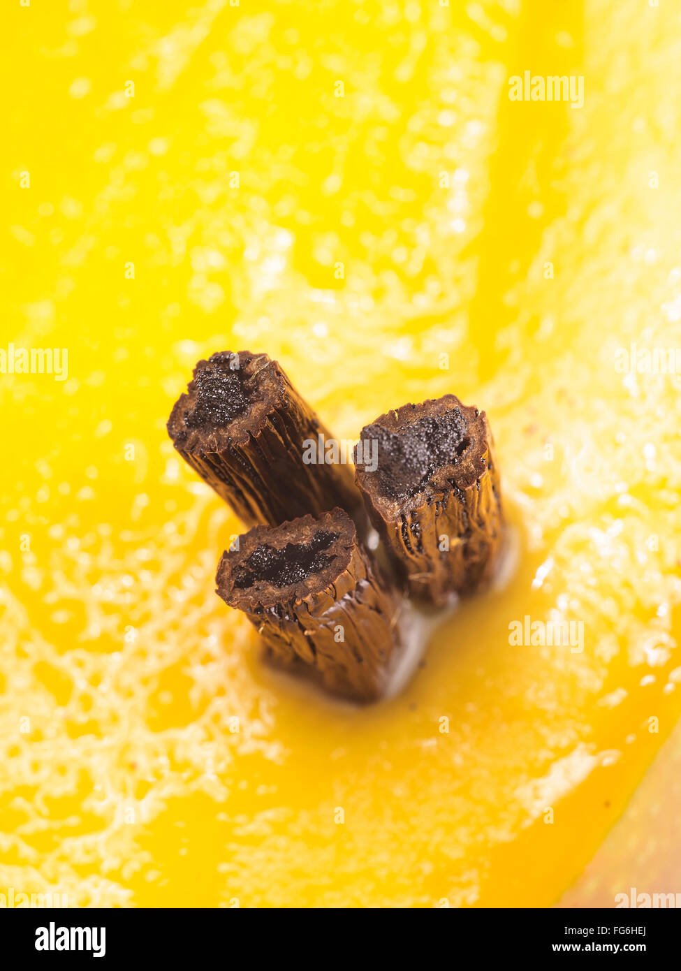 Baccelli di vaniglia spuntavano di un mango Foto Stock